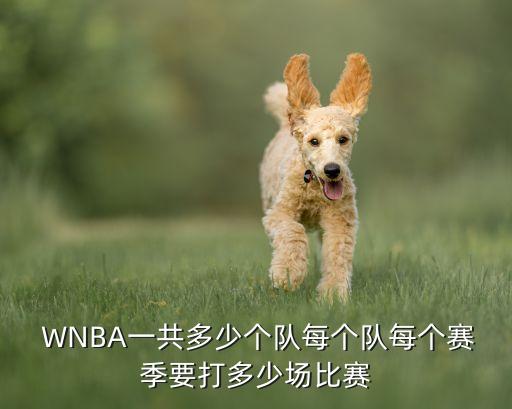 WNBA是哪個隊,nba和nba聯(lián)盟組成三大職業(yè)體育聯(lián)盟