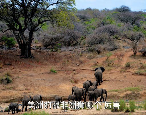  美洲豹跟非洲獅哪個 厲害